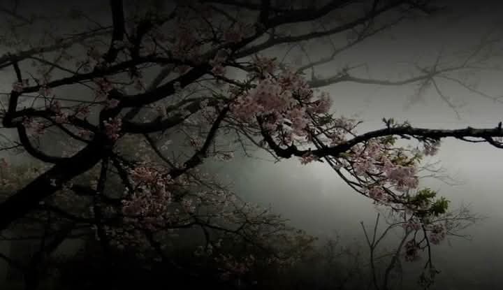 Vũ Nguyễn Nhật Minh